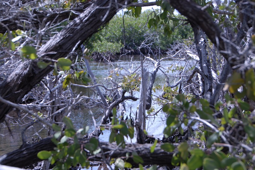 Jardines de la reina03262019 (17).jpg