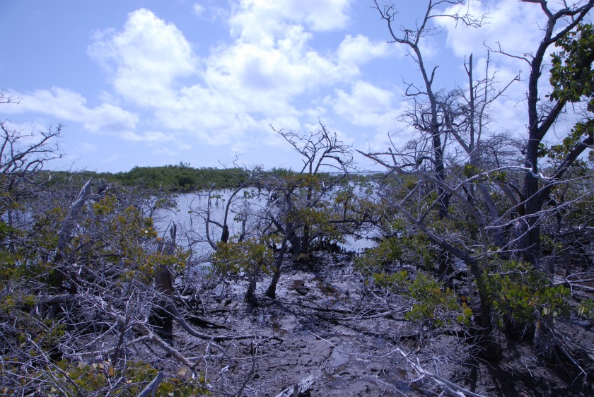 Jardines de la reina03262019 (19).jpg