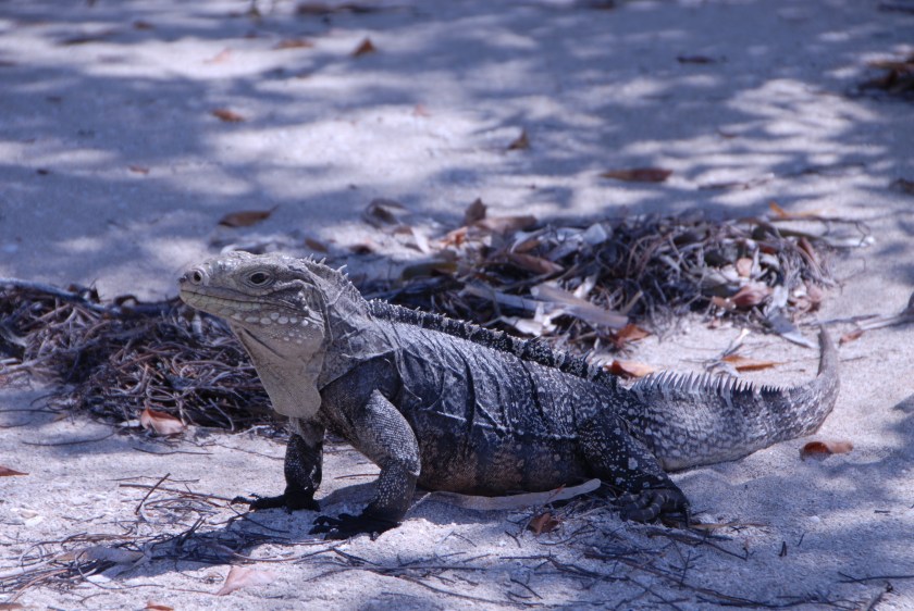 Jardines de la reina03262019 (60).jpg