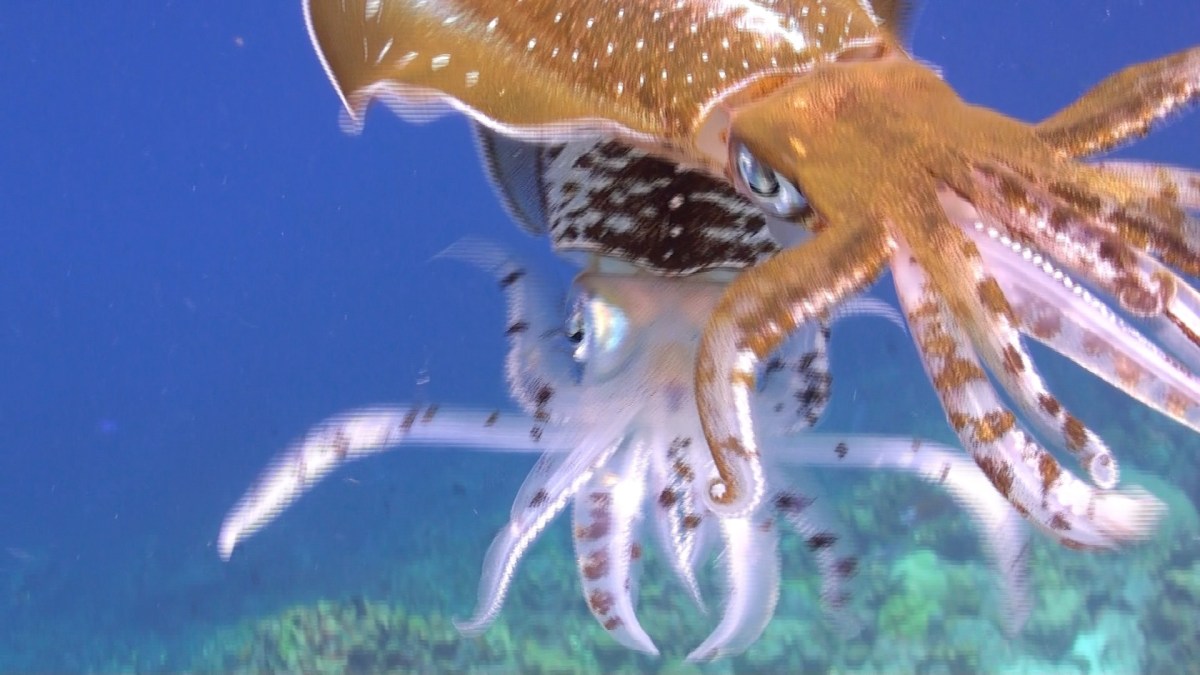 En el fondo del Mar……